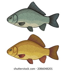 Two types of crucian carp. Color vector illustration of a fish. Crucian carp, isolated on a white background.