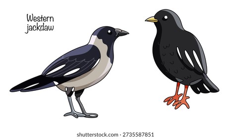 Two types of jackdaws, hand-drawn. One has completely black plumage, while the other has gray spots on its neck and sides. These beautiful birds are drawn on a white background.
