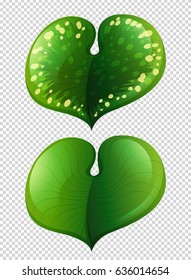 Dos tipos de hojas en la ilustración transparente de fondo