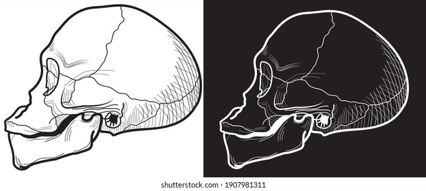 Two types of primitive skulls in profile. Isolate on a black background and on a white background.Vector illustration.