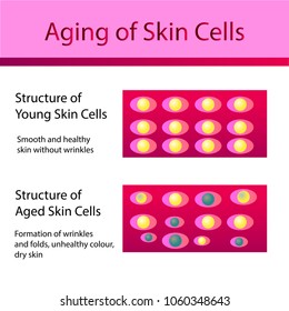 Two types of skin cells, young and aged skin