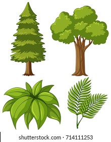 Two types of trees and two kinds of leaves illustration