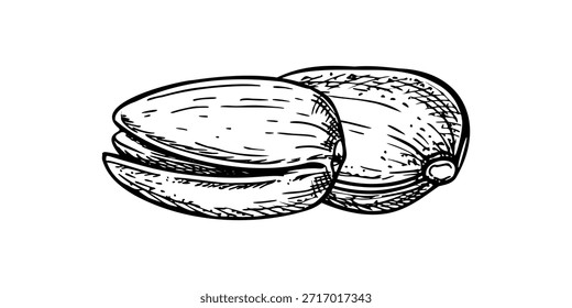 Two unpeeled pistachio nuts vector isolated black inks composition. Dried salted pistachios nut illustration for healthy snack packaging, food blogs, nutritional guides, vegan product labels.