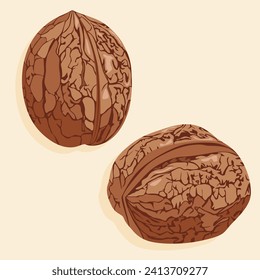 Two unshelled walnuts. Walnuts in shell. Realistic vector image of a nut. Food icons.