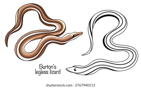 Two unusual hand-drawn legless lizards with long, snake-like bodies. They have an elongated head and a body covered in longitudinal brown stripes. Burton's legless lizard.