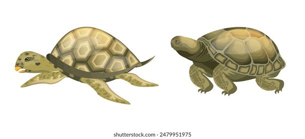 Two variant turtle 3D vector clipart illustration