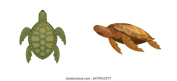 Two variant turtle 3D vector clipart illustration