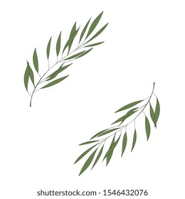Two vector branches of an olive tree.