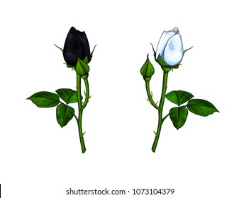 Two vector closed roses - black and white - with buds and leaves isolated on white background