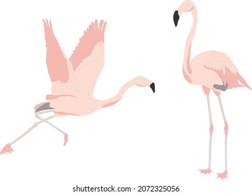 Two Vector Flamingo Clipart.
Pink Birds Hand Drawn Illustration.