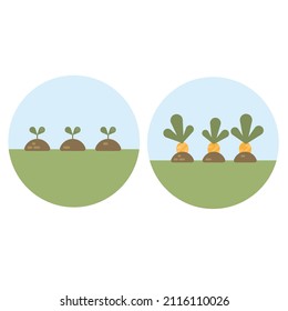 Two vector flat and cartoon illustrations, one with a small growing sprouts and the second with a bed of three ripe carrots.