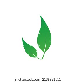 Two vector green leaves design on white background, Nice leaves logo isolated for logo template used, and green leaves hurb.