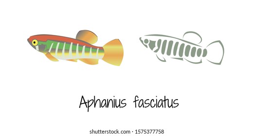 Two vector images of Aphanius fasciatus 