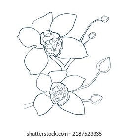 Two vector large orchids on one branch and several small buds on white background. Linear plant. Decorative vintage element. Flower silhouette. Elegant illustration with thin lines for print design.