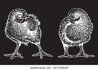 Two vector newborn chicks isolated on black,graphical drawing