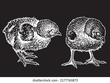 Two vector newborn chicks isolated on black,graphical drawing