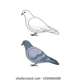 Two vector pigeons isolated on white background.