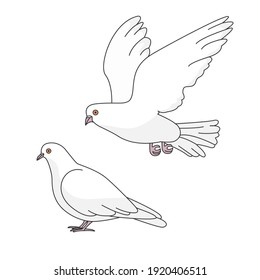Two vector pigeons isolated on white background.