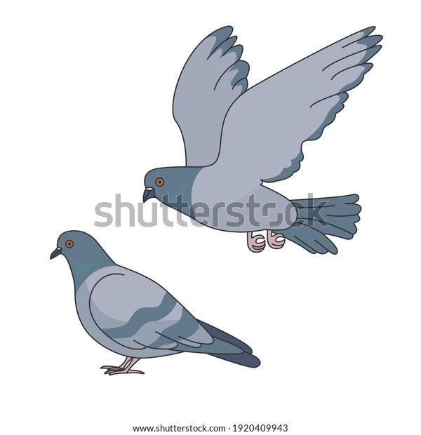 Two vector\
pigeons isolated on white\
background.