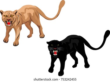 Two vector puma and panther, in various poses isolated on white illustration