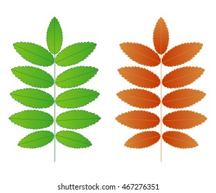 Two vector rowan  leaves on a white background
