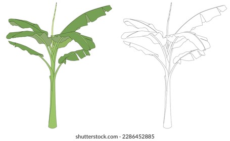 Two vector tall banana trees colored and line art only