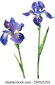 two vector watercolor blue flowers of irises, hand drawn floral design elements