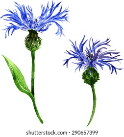 two vector watercolor blue flowers of cornflowers, hand drawn isolated design elements