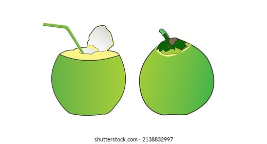 two very unique and elegant coconut fruit illustration vector designs