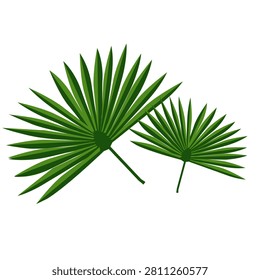 Two vibrant green palm fronds rest against a clean white background. Fanned leaves show natural curves and crisp edges. Light highlights edges, giving depth to each leaf. Perfect for tropical, nature