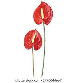 Two vibrant red anthurium flowers with yellow spadix isolated illustration, exotic tropical plants
