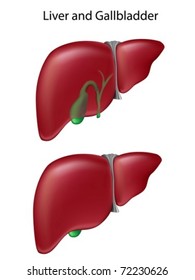 Two Views Of Liver And Gallbladder.