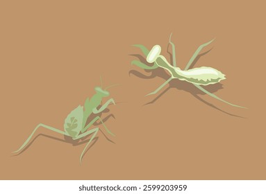 Two views of praying mantis