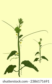 two vines, cucumber suri, on a yellow background