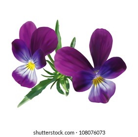 Two violet pansies with leaves isolated on white. Photo realistic vector illustration