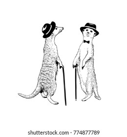 Two walking gentleman meerkats. Vector hand drawn illustration