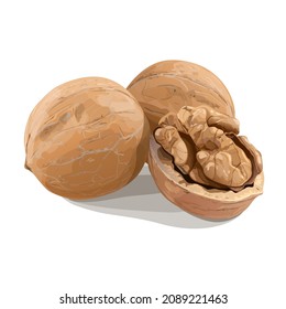 Two walnuts and half isolated on white background. Raw vegan healthy food. Vector Illustration.