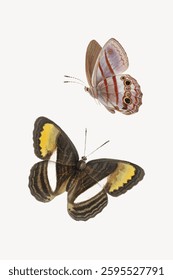 Two watercolor butterflies, one with striped wings, the other with bold patterns. Delicate butterfly art showcasing nature's beauty in watercolor. Vector illustration.