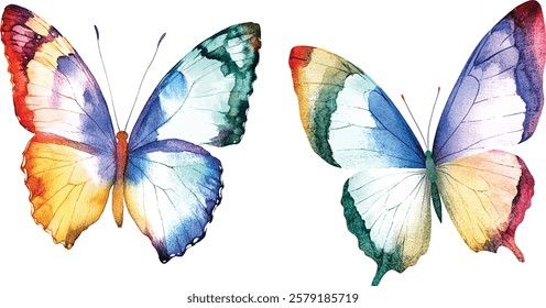 Two watercolor illustration vector butterflies , isolated on white background
