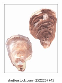 Duas conchas de ostras aquareladas, uma clara com tons sutis de pêssego e a outra escura com tons castanhos ricos, elegantemente colocada sobre um fundo imaculado.