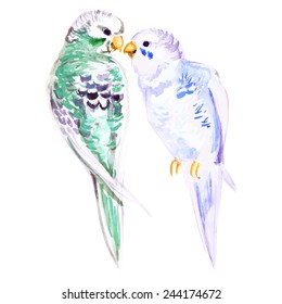 Two watercolor parrots, vector