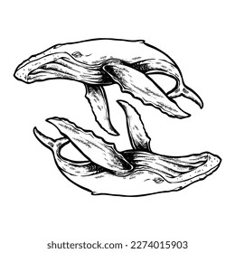 The two whale line art