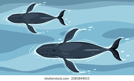 Two whales gracefully swimming in blue ocean