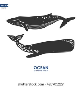 two whales isolated on white, vector illustration: cachalot and big blue whale
