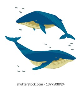 Two whales. Ocean animals in trendy flat style. Hand drawn marine mammals with decorative dry brush texture. Vector illustration isolated on white background.