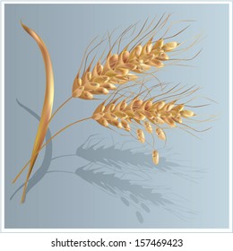 two wheat ears with pouring grains