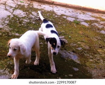 Two white dog kids with dog lover is a wonderful animal photo painting ,great for decoration ,gift card ,travel, book cover ,textile and fabric print and different website and print purpose