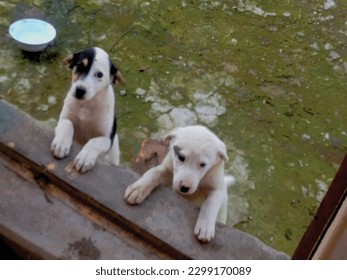 Two white dog kids with dog lover is a wonderful animal photo painting ,great for decoration ,gift card ,travel, book cover ,textile and fabric print and different website and print purpose