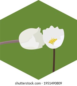 Two white flowers on a green hexagonal background. Plants communicate with each other. Botany. Biology. Love