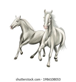 Two white horses running at gallop from splash watercolors  colored drawing  realistic  Vector illustration paints